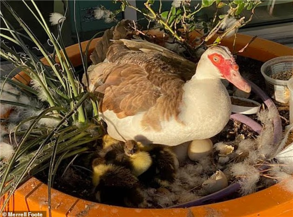 美国一自动驾驶车压死社区明星鸭，市民抗议叫停路测